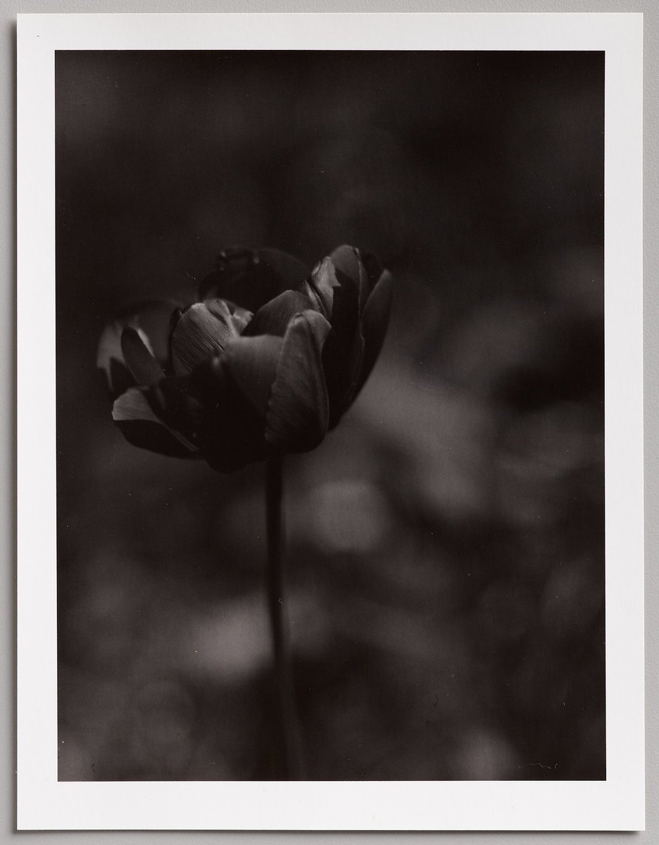 In the lower octaves. Graflex, 3x4 GP-3, silver print #gsp #printyourwork #graflexslr