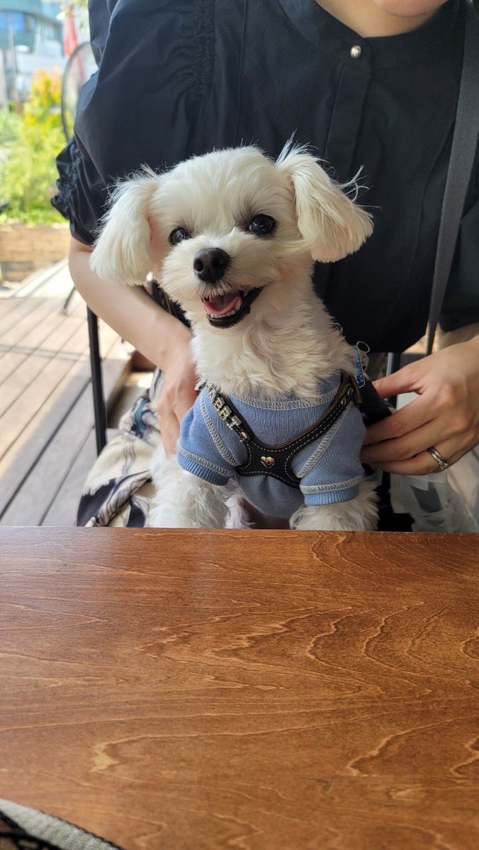 babbi0121's tweet photo. ガレット美味しかった☺️🐶✨❤️ https://t.co/fULSaG8hA3