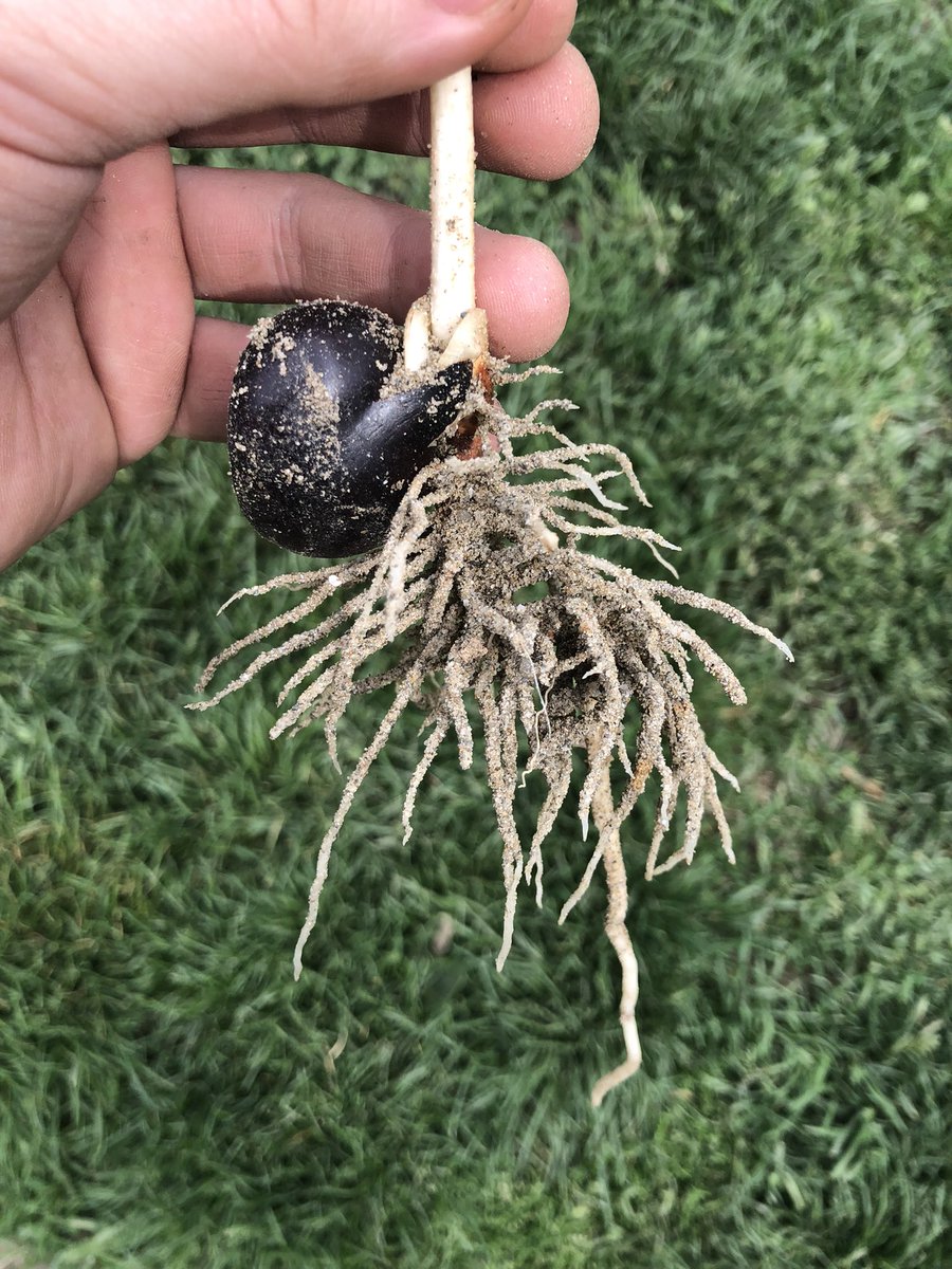 AGyomber's tweet photo. In our garden, in a pile of sand I have found a little chestnut. I have never seen such a healthy sapling, you can see the tap root (primary root), all the lateral and heart roots (secondary, tertiary roots). Now it is replanted in a pot to grow into a big tree. #trees #plant https://t.co/vgiTkyPXC4