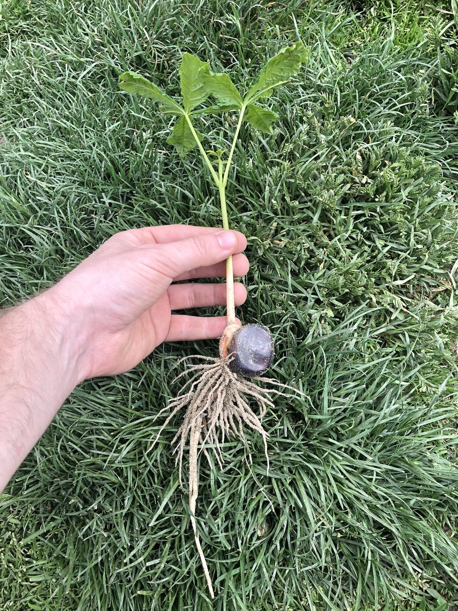 AGyomber's tweet photo. In our garden, in a pile of sand I have found a little chestnut. I have never seen such a healthy sapling, you can see the tap root (primary root), all the lateral and heart roots (secondary, tertiary roots). Now it is replanted in a pot to grow into a big tree. #trees #plant https://t.co/vgiTkyPXC4