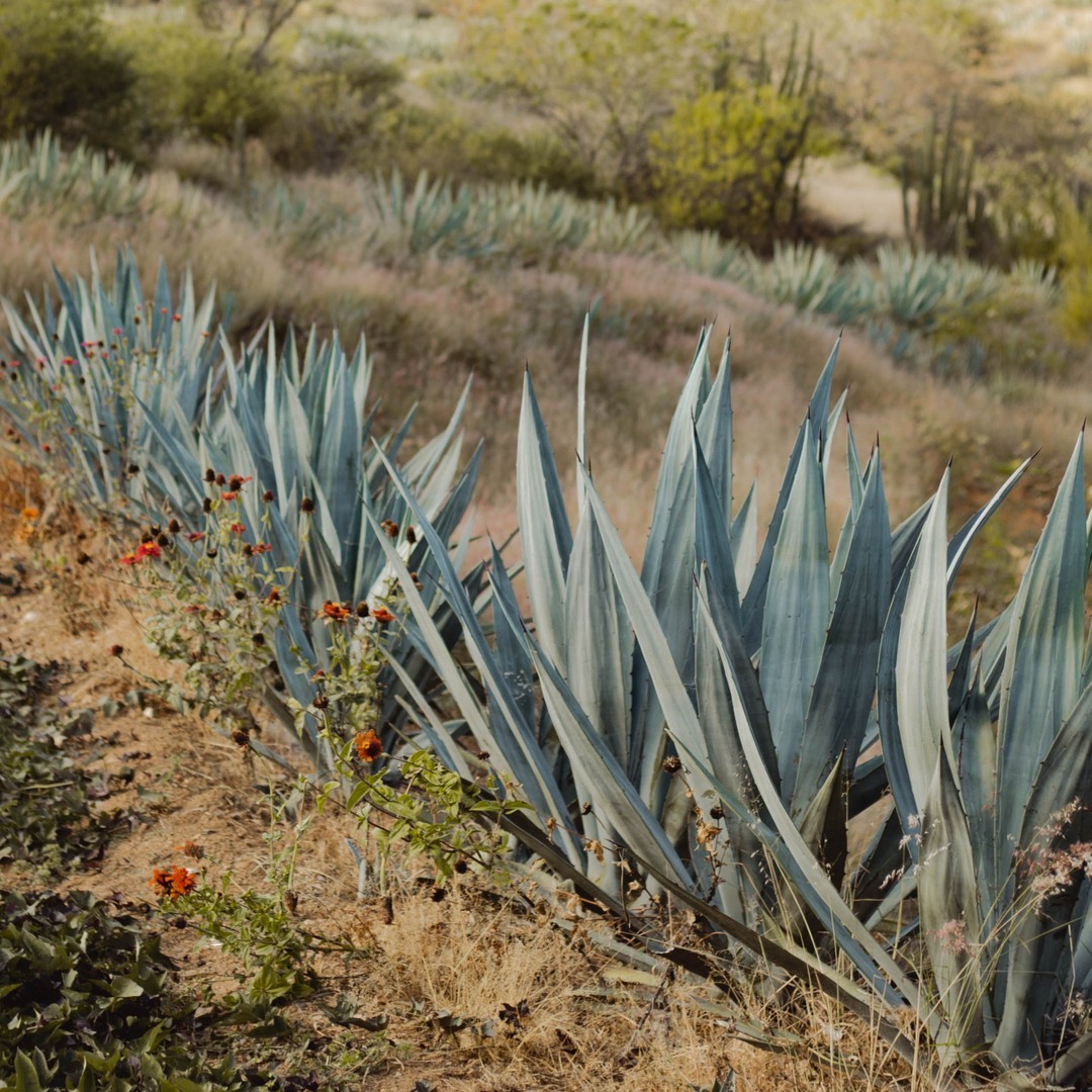 TioRodrigoCraft's tweet photo. Agave based only 🌵 #TioBringsTheFlavor #YouBringTheFiesta

#cincodemayo #cinco #fiesta #slobrewrock #slobrew #tiorodrigo #micheladas #michelada #chelada #craftbeer #miches #california #henchoensanluisobispo https://t.co/uwhT7I0RT0