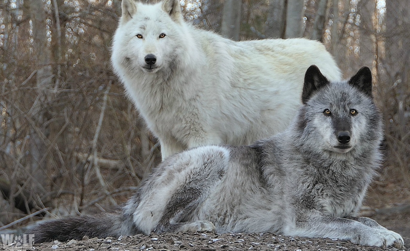 Yellowstone Wolf big Gray 325
