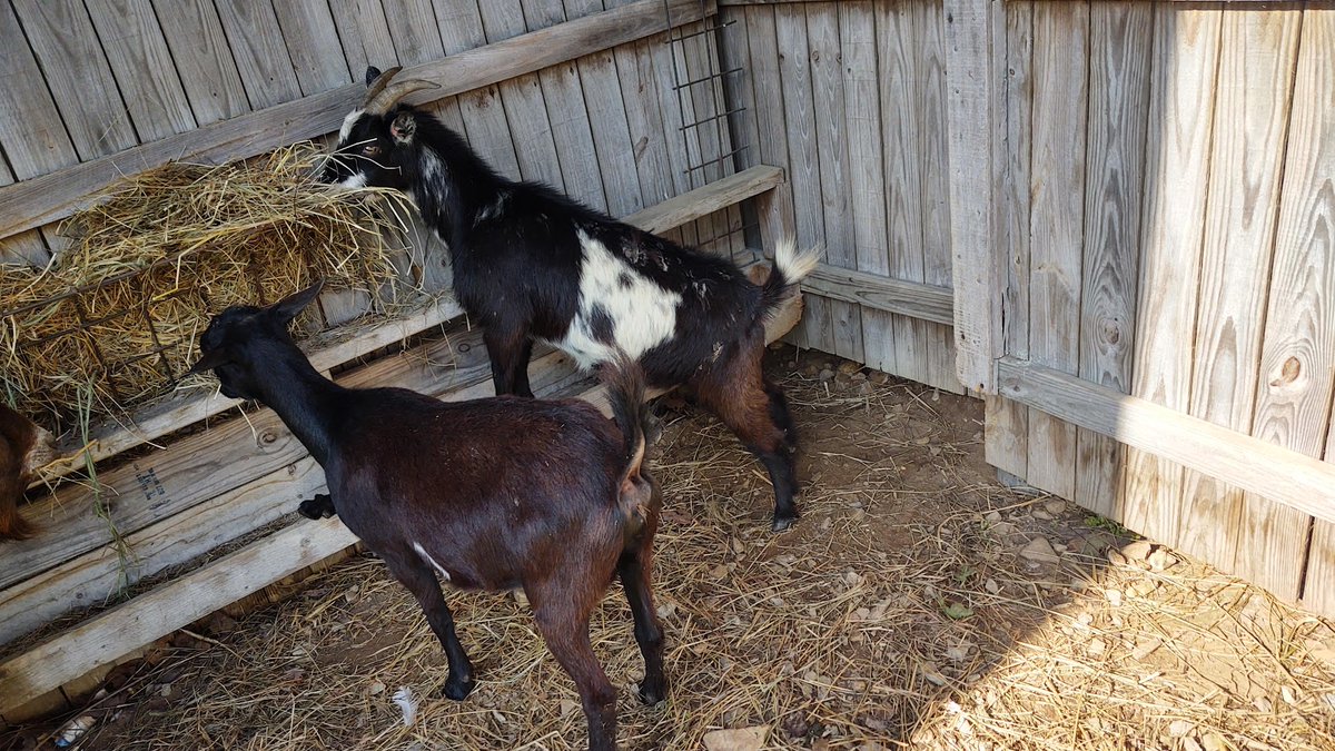MacG5User's tweet photo. *INFO: 2 Bred Does. Looking for new grass.

Msgs me on my farm page only. 
https://t.co/eTjxDEC3PK

*Sire in second pic. He is a chocolate and tan buckskin. ND Goat With moon spots, pole, frosted ears and nose. https://t.co/nfzJGtJchM
