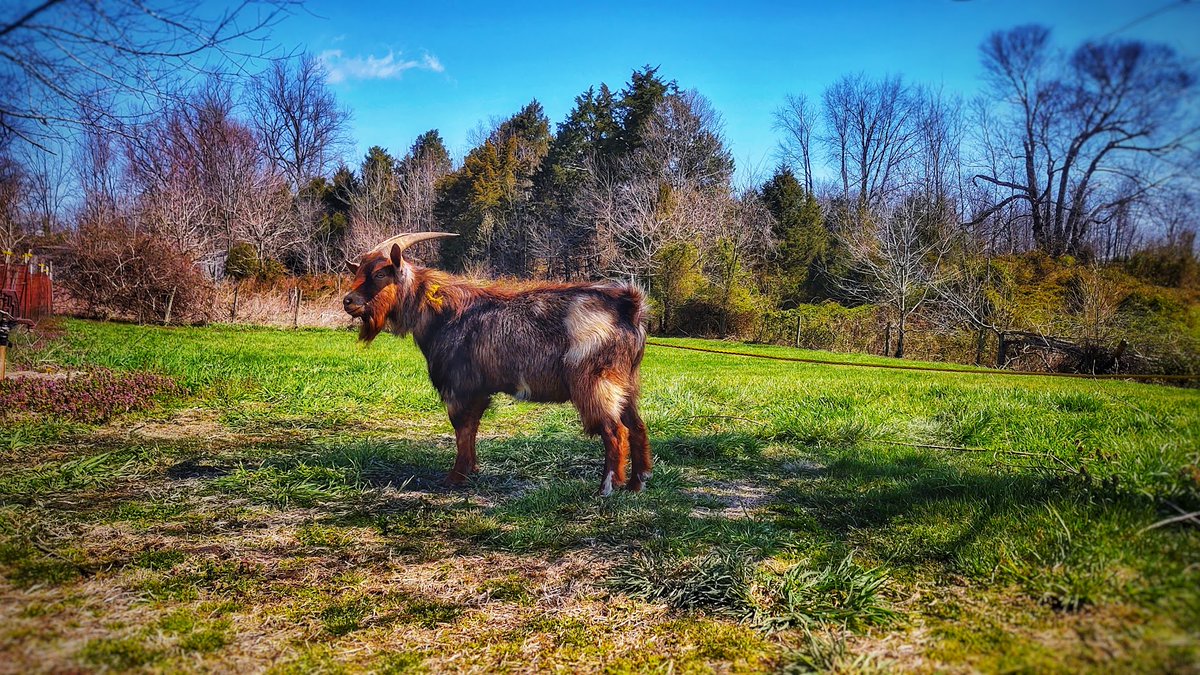 MacG5User's tweet photo. *INFO: 2 Bred Does. Looking for new grass.

Msgs me on my farm page only. 
https://t.co/eTjxDEC3PK

*Sire in second pic. He is a chocolate and tan buckskin. ND Goat With moon spots, pole, frosted ears and nose. https://t.co/nfzJGtJchM