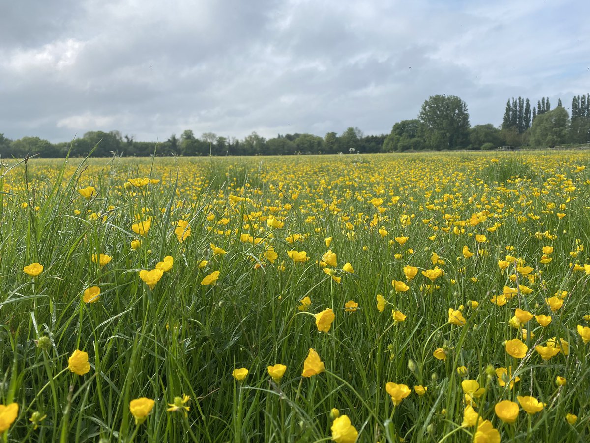 LizzieSagoo's tweet photo. Morning walk round Hemingford meadow #HayMeadows 🌼 #permanentgrassland @H2020SuperG Counting steps @RSKGroup #pedometerchallenge https://t.co/X1cCFewrj0