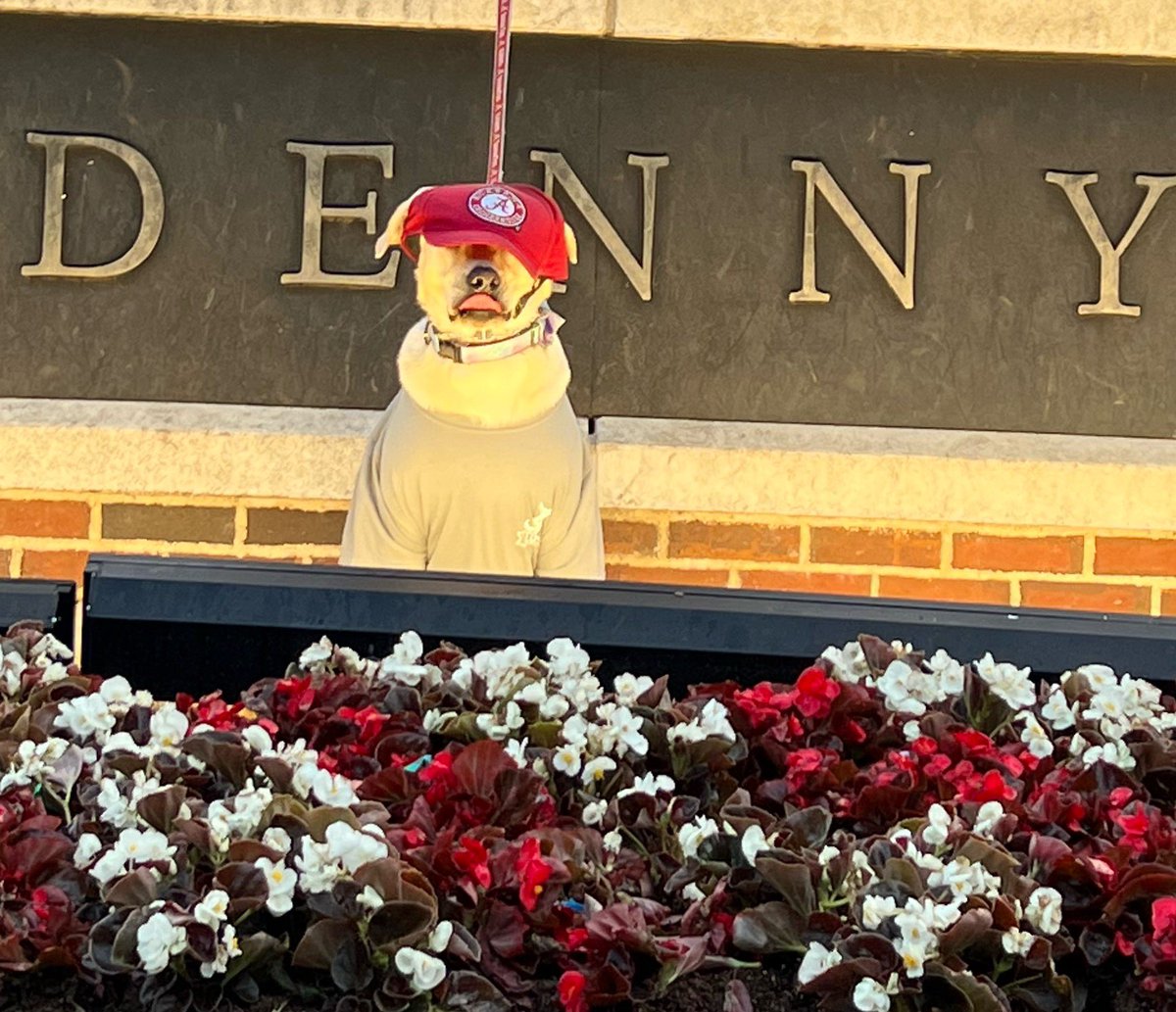 RollTidePenny's tweet photo. Hi guys. I took some family photos for my hooman’s graduation, here’s a sneak peek :) https://t.co/PLpIO1F4n8