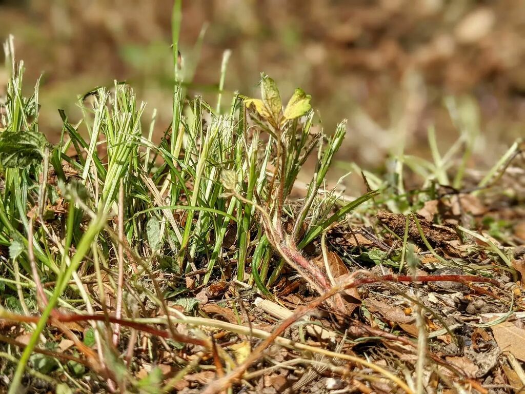 suecartwright's tweet photo. On a mission ... to rake away the dead to save the living; making sure the broken stems have sunlight on them; helping nature to thrive and quicken, in the long warm days of summer coming soon. ☀️ #wildpatch #wildlife #wild #garden #gardening #restoratio… https://t.co/lBuKy9SYas https://t.co/lQrOarpQb3