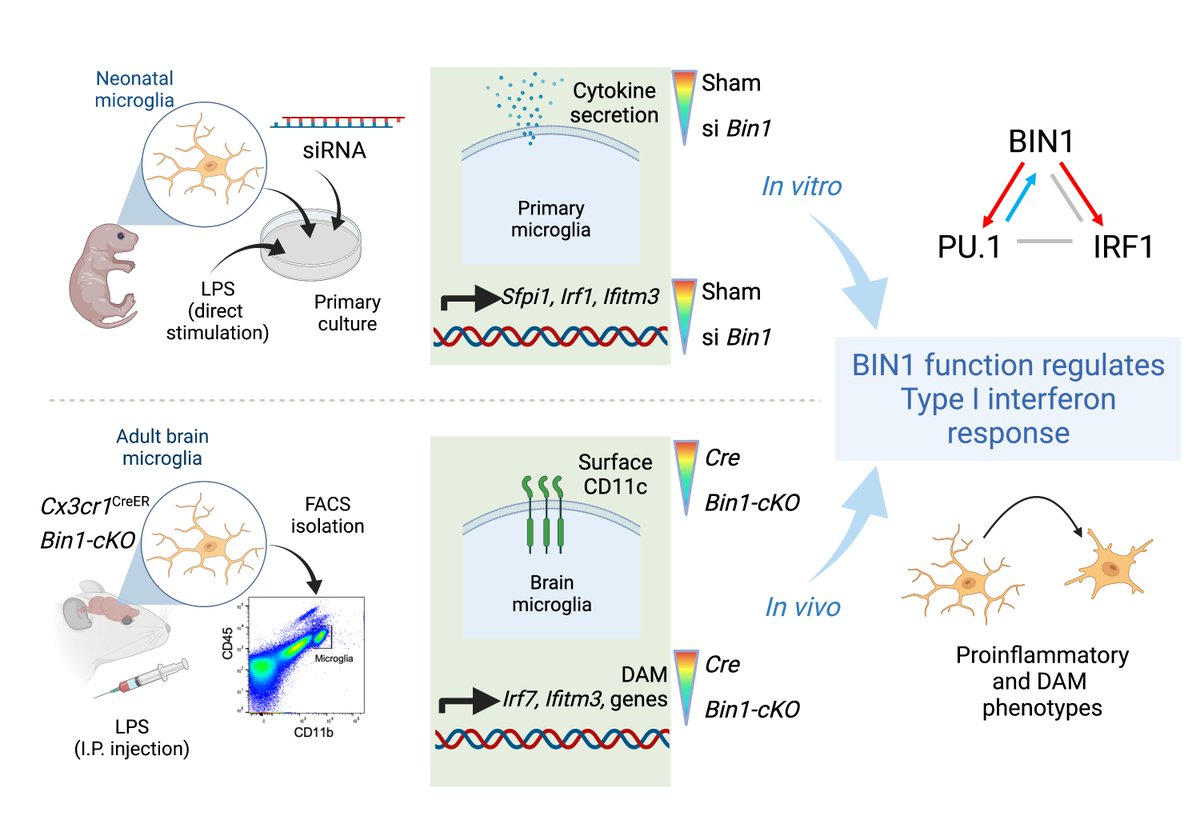ThinakaranLab's tweet photo. Excited to share our recent publication in @MolNeuro – BIN1 is a key regulator of proinflammatory and neurodegeneration-related activation in microglia
#microglia #neuroinflammation #Alzheimer’s disease https://t.co/dCq3VJppsw