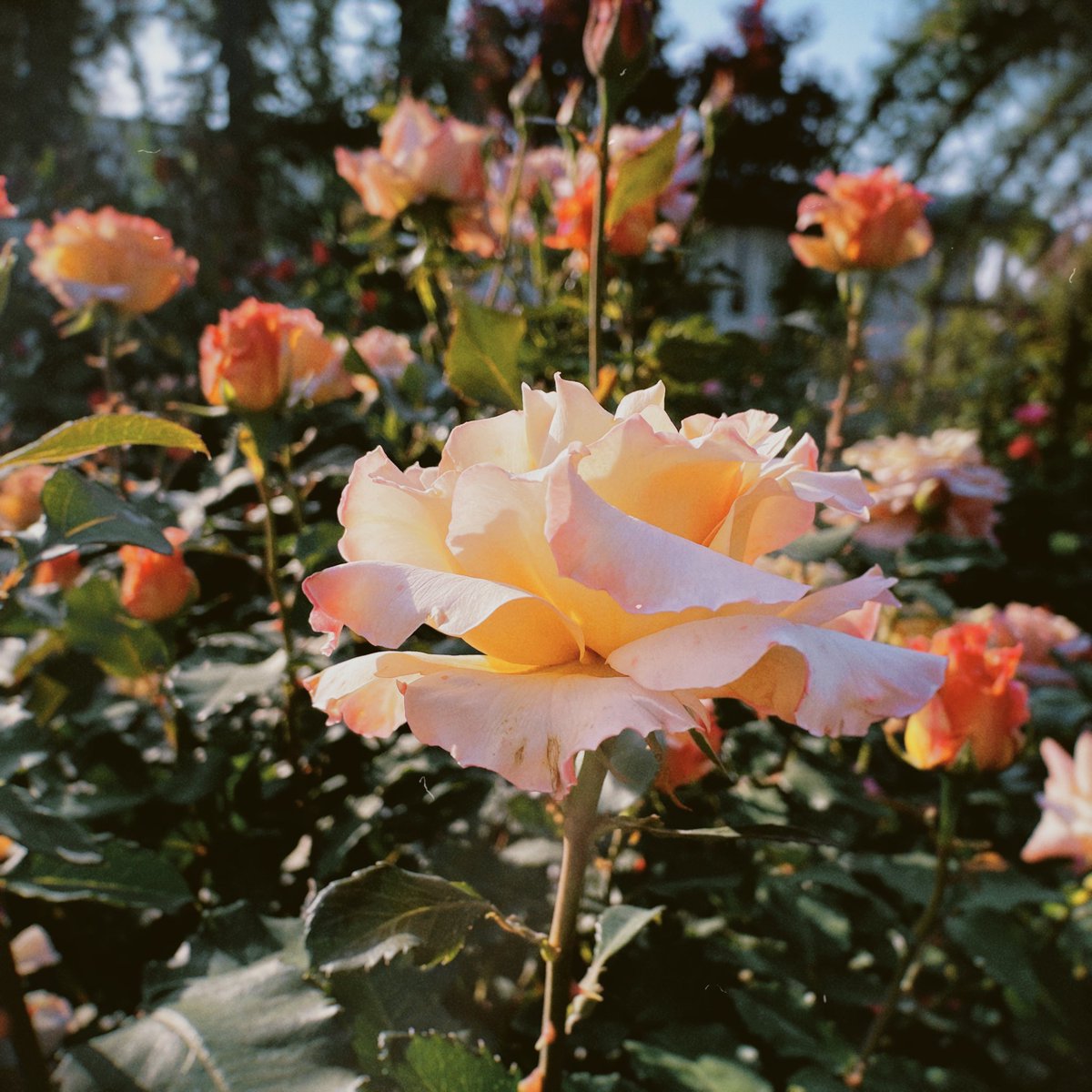 umeshio_desu's tweet image. ＼深夜の暇つぶし #あぶらうってこ ／

横浜のイングリッシュガーデンを見てきました。ベンチに座って休むのも良い。色合いが綺麗すぎて「造花のように綺麗……」というあたまわるい感想を抱きました。

#Radiotalk
▶️radiotalk.jp/talk/797006

#Spotify 
▶️open.spotify.com/episode/7vdryq…