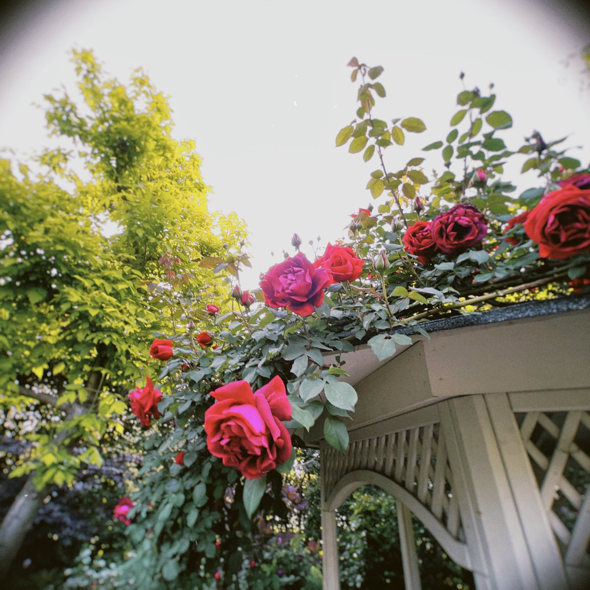 umeshio_desu's tweet image. ＼深夜の暇つぶし #あぶらうってこ ／

横浜のイングリッシュガーデンを見てきました。ベンチに座って休むのも良い。色合いが綺麗すぎて「造花のように綺麗……」というあたまわるい感想を抱きました。

#Radiotalk
▶️radiotalk.jp/talk/797006

#Spotify 
▶️open.spotify.com/episode/7vdryq…