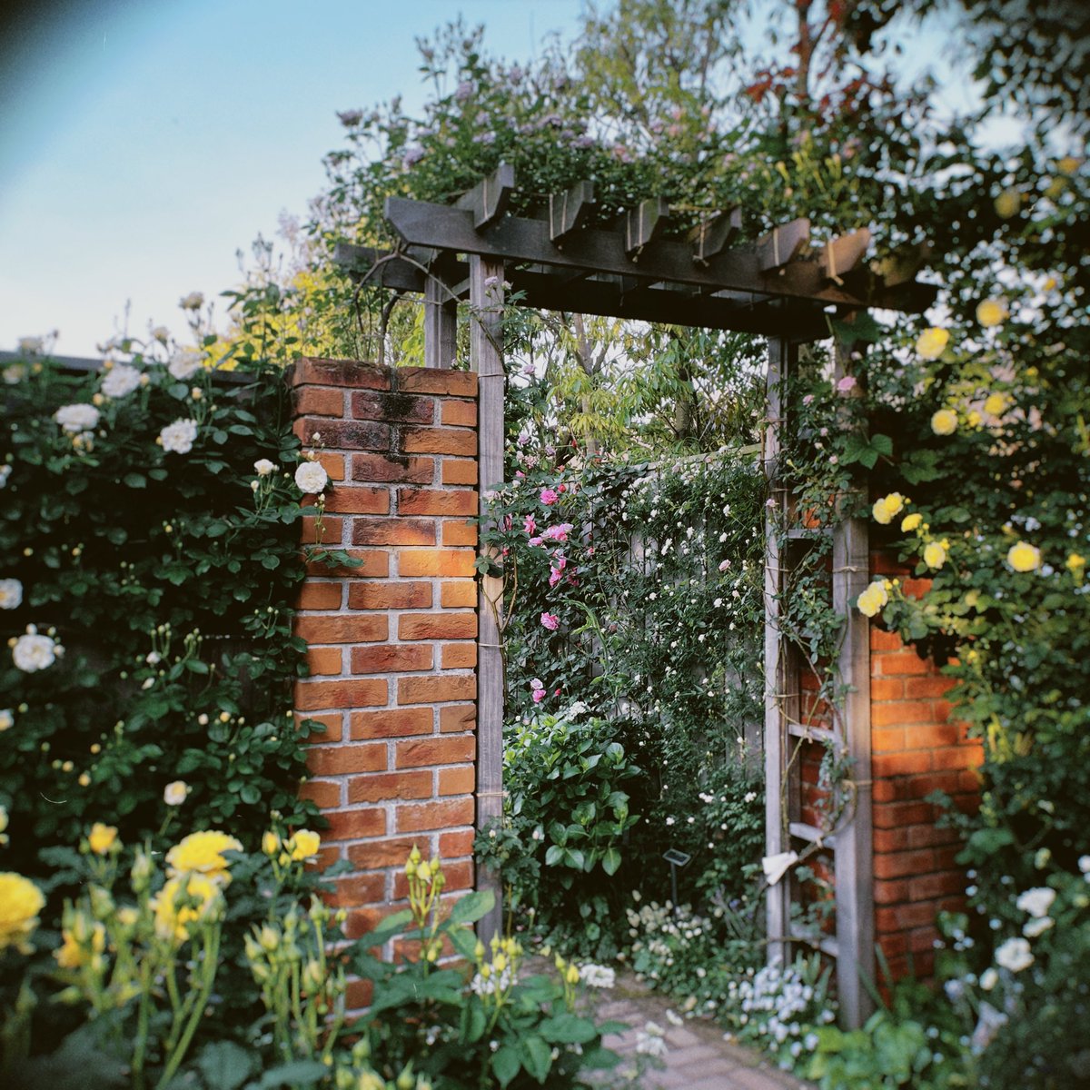 umeshio_desu's tweet image. ＼深夜の暇つぶし #あぶらうってこ ／

横浜のイングリッシュガーデンを見てきました。ベンチに座って休むのも良い。色合いが綺麗すぎて「造花のように綺麗……」というあたまわるい感想を抱きました。

#Radiotalk
▶️radiotalk.jp/talk/797006

#Spotify 
▶️open.spotify.com/episode/7vdryq…