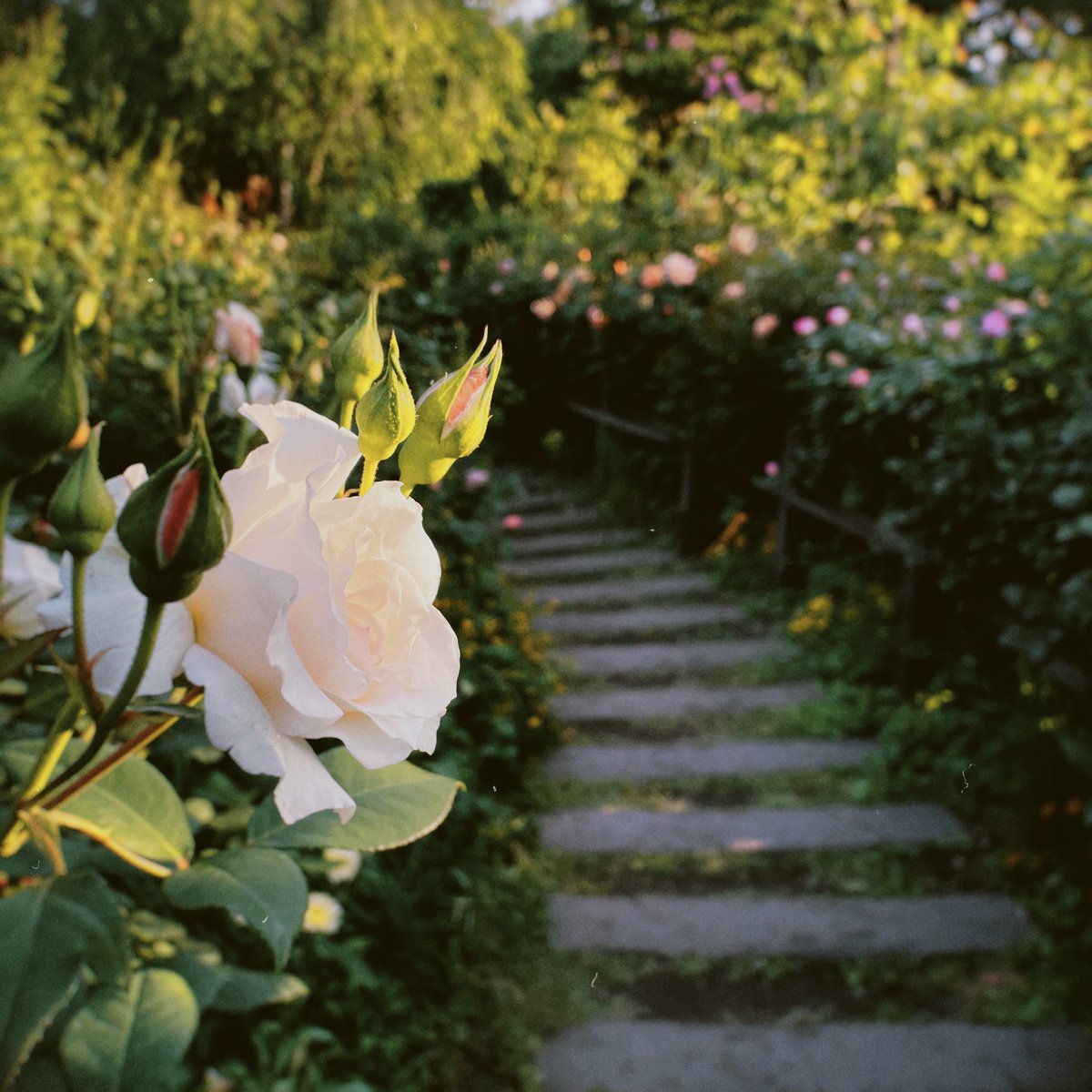 umeshio_desu's tweet image. ＼深夜の暇つぶし #あぶらうってこ ／

横浜のイングリッシュガーデンを見てきました。ベンチに座って休むのも良い。色合いが綺麗すぎて「造花のように綺麗……」というあたまわるい感想を抱きました。

#Radiotalk
▶️radiotalk.jp/talk/797006

#Spotify 
▶️open.spotify.com/episode/7vdryq…