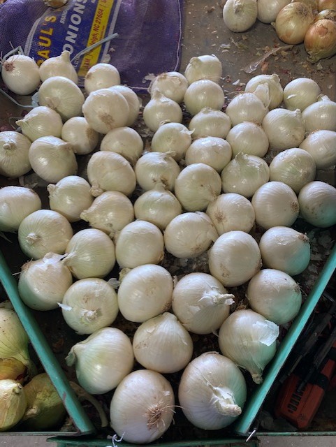 LMCompanies's tweet image. Onions in our Calipatria, CA facility on the move! 📸 Trent Falkner 

#rootedininnovation #lmfamilyfarms #onions #westcoastproduce #freshproduce #agriculture