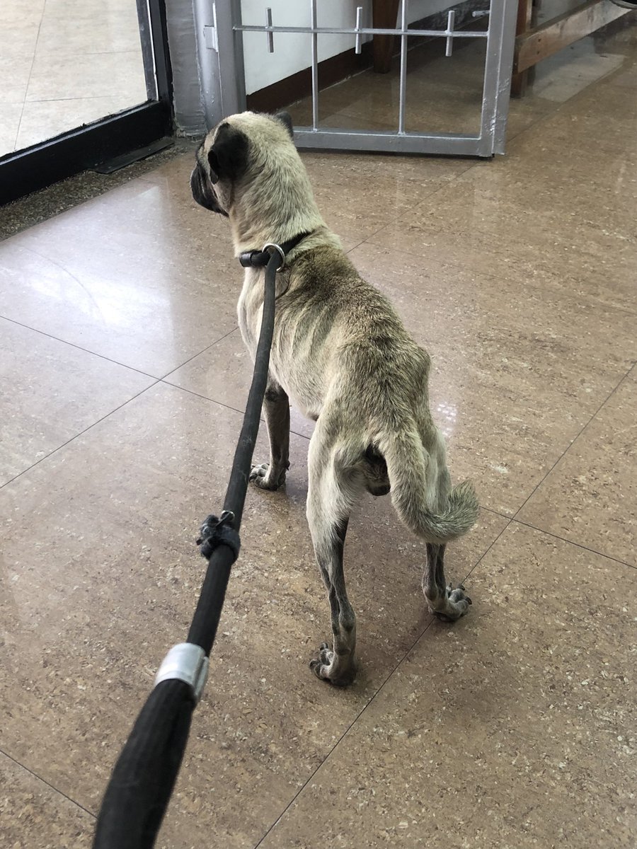 ayudemosapluto's tweet photo. Do you remember #HomeroAP? 😍 I want to show you how well he is and how recovered. He was already castrated and his operation was sponsored by his adopter 💛🫶🏻 https://t.co/SL1v8AxTrb