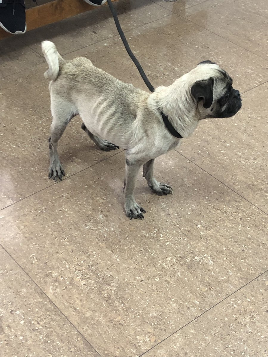 ayudemosapluto's tweet photo. Do you remember #HomeroAP? 😍 I want to show you how well he is and how recovered. He was already castrated and his operation was sponsored by his adopter 💛🫶🏻 https://t.co/SL1v8AxTrb