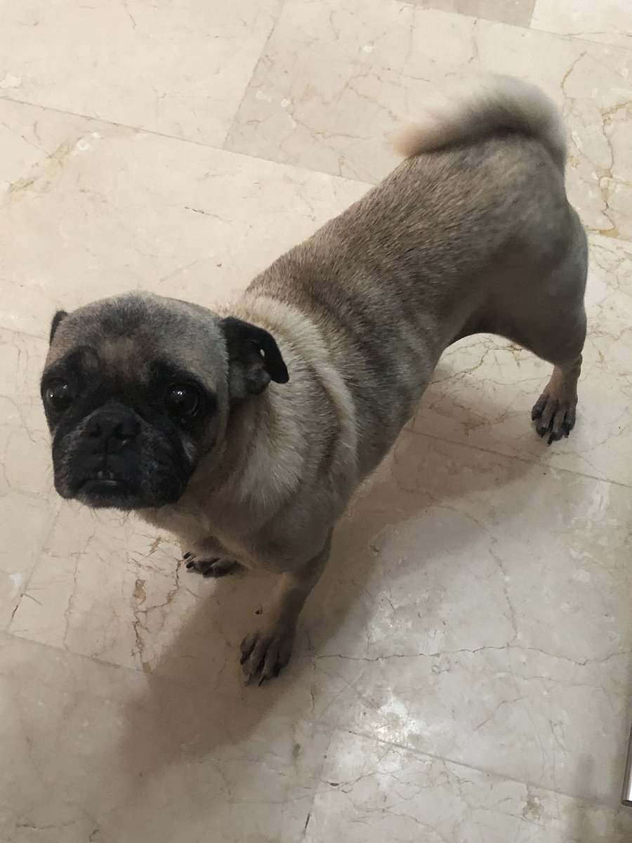 ayudemosapluto's tweet photo. Do you remember #HomeroAP? 😍 I want to show you how well he is and how recovered. He was already castrated and his operation was sponsored by his adopter 💛🫶🏻 https://t.co/SL1v8AxTrb