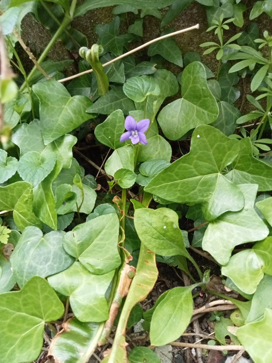 fabricjunkie1's tweet photo. Just come across this beautiful violet in #mytinygarden Joyful. https://t.co/OjmZQecpOJ