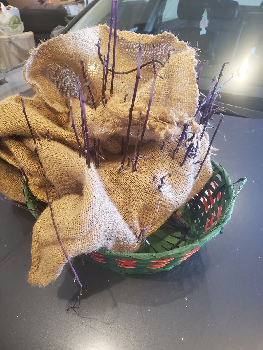 Miss_Ruthless31's tweet photo. oops forgot I saved these potatoes for my garden last year in the basement LOL well I can plant them today lol #gardens #edmontongardens #yeg #growyourownfood #tatoes #urbangardens #purplespuds #albertagardens https://t.co/ld1piLbh8s