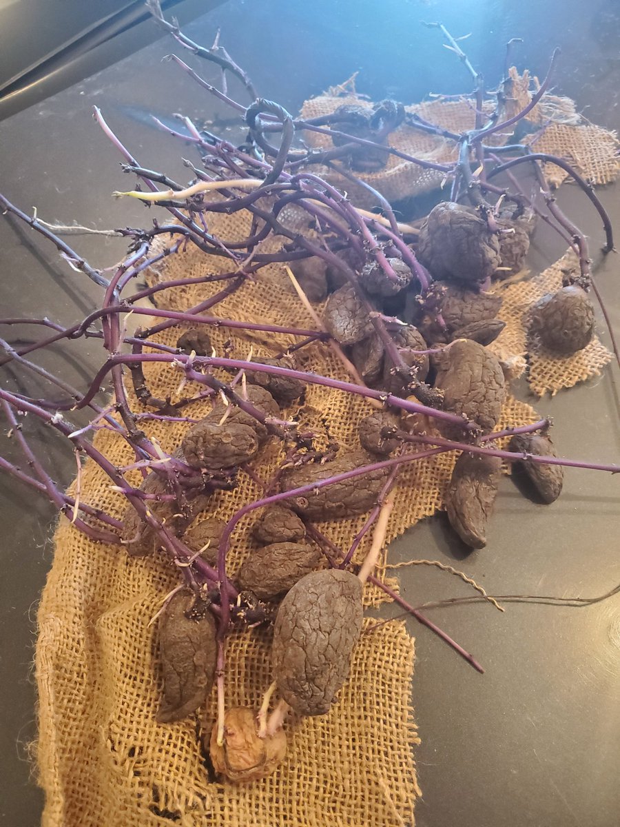 Miss_Ruthless31's tweet photo. oops forgot I saved these potatoes for my garden last year in the basement LOL well I can plant them today lol #gardens #edmontongardens #yeg #growyourownfood #tatoes #urbangardens #purplespuds #albertagardens https://t.co/ld1piLbh8s
