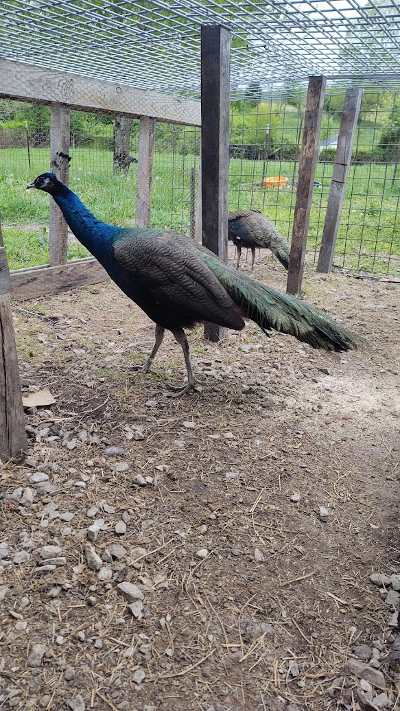 MacG5User's tweet photo. Let's discuss some peacocks. Salem Indiana.
Send me a PM on my farm page.
https://t.co/5TEKvw2ZLY https://t.co/c5yZr8VCYc