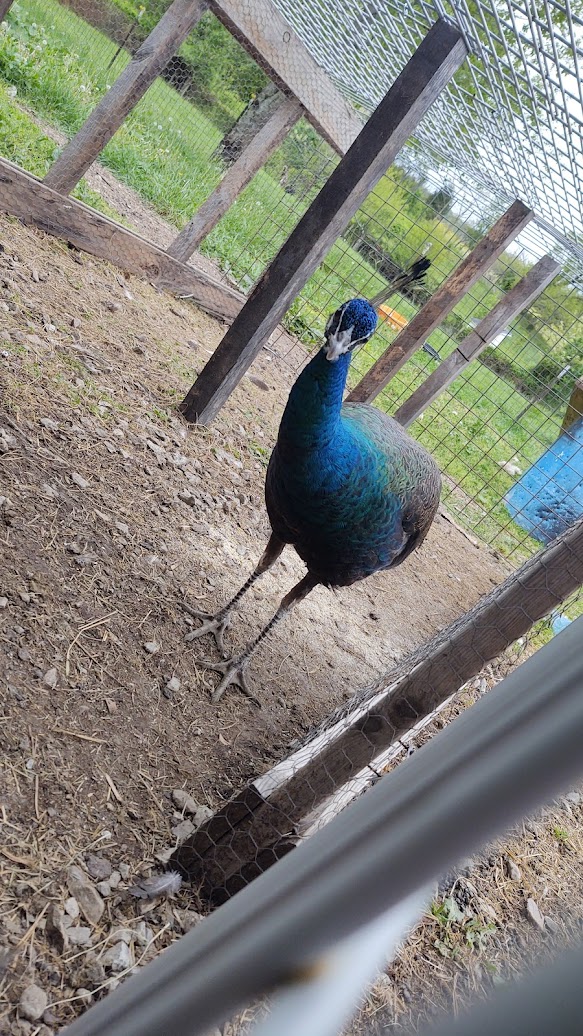 MacG5User's tweet photo. Let's discuss some peacocks. Salem Indiana.
Send me a PM on my farm page.
https://t.co/5TEKvw2ZLY https://t.co/c5yZr8VCYc