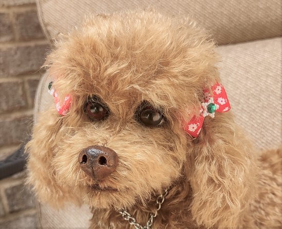 BearPile's tweet photo. Chanel The Poodle by Brigitte Crowe https://t.co/lFc4Exl1T7 #OOAKdog #teddydogs #dog https://t.co/79MrU17XR8
