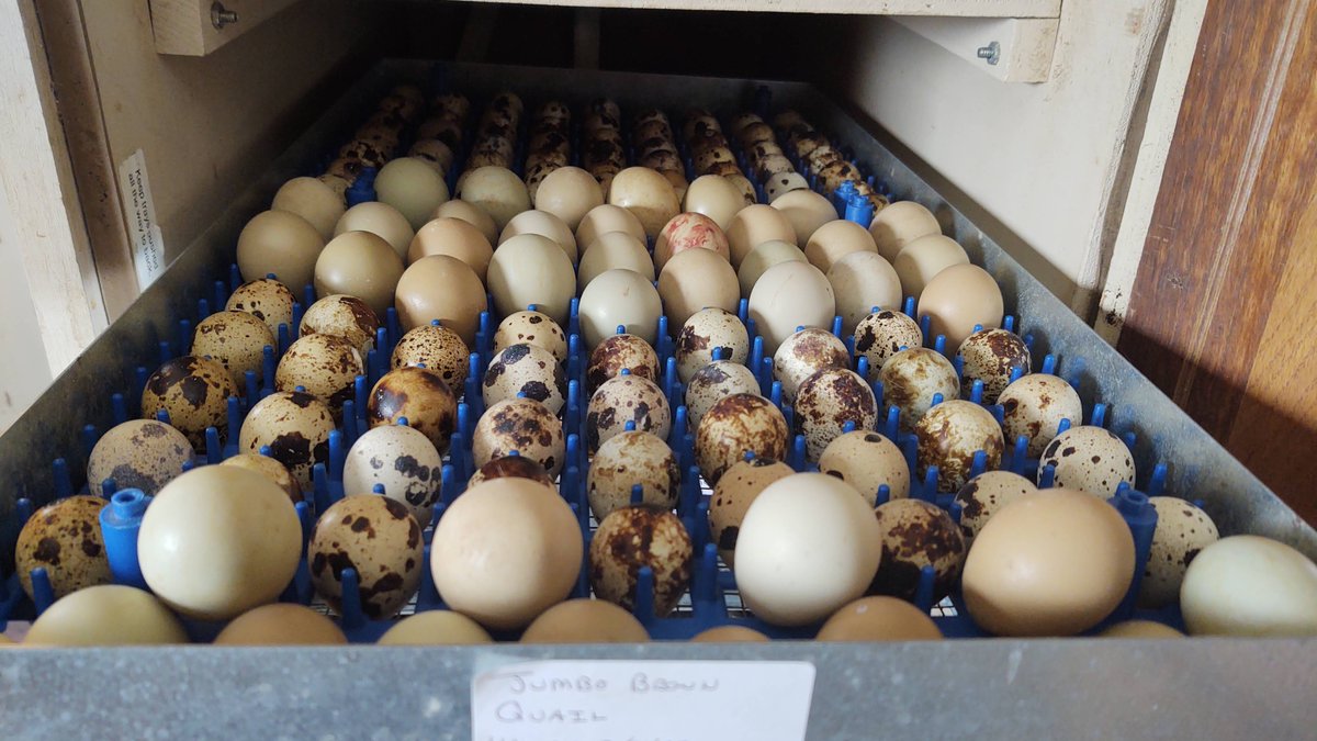 MacG5User's tweet photo. Eggs Loading Up The Dickey's  with Quail and Pheasant #quaileggs #quailchicks #quailhunting #quail #quail #eggs #quaileggs #quaileggsalad  #pheasant #pheasants #pheasanthunt #pheasantshoot #pheasanteggs #pheasanteggshell #pheasanteggsjusthatched https://t.co/aUWZoQRFb7