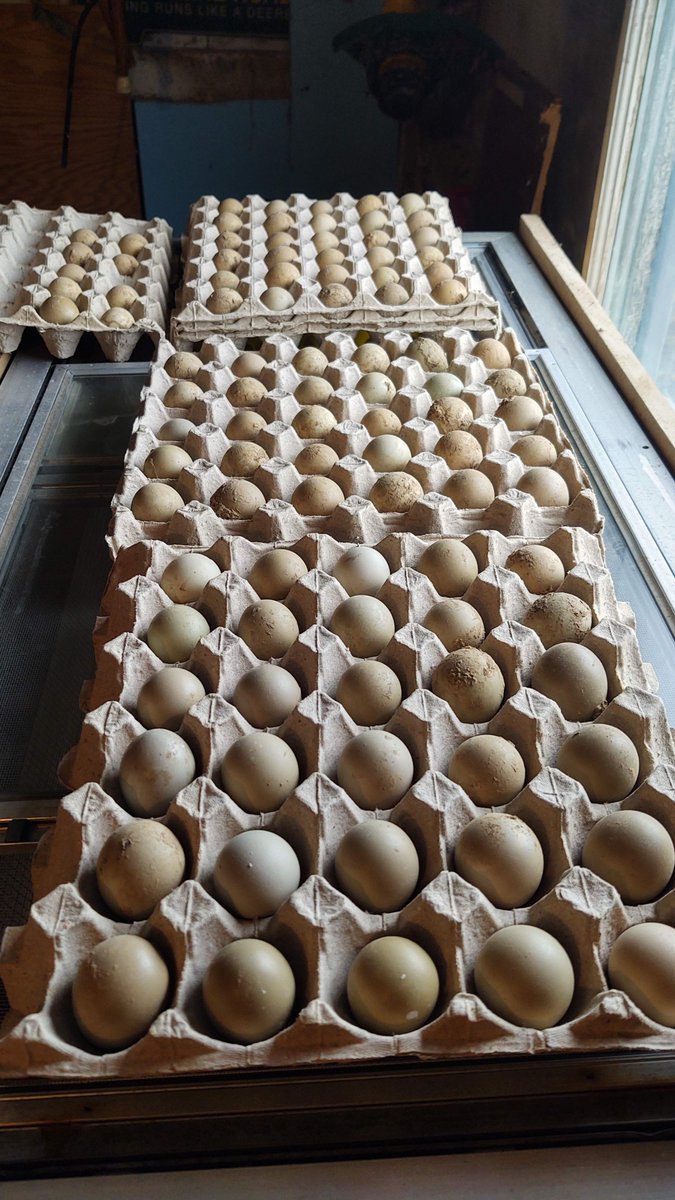 MacG5User's tweet photo. Eggs Loading Up The Dickey's  with Quail and Pheasant #quaileggs #quailchicks #quailhunting #quail #quail #eggs #quaileggs #quaileggsalad  #pheasant #pheasants #pheasanthunt #pheasantshoot #pheasanteggs #pheasanteggshell #pheasanteggsjusthatched https://t.co/aUWZoQRFb7
