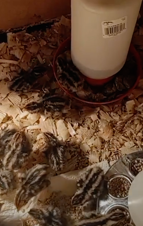 MacG5User's tweet photo. 68 Little peeps hatched ! Let's discuss some Quail. Salem Indiana. Send me a PM on my page.
https://t.co/eTjxDEC3PK
.
#quail #quails #quaileggs #quailforever #quailhunting #quail #coturnix #coturnixquail #coturnixquail https://t.co/bUGcfKkopy