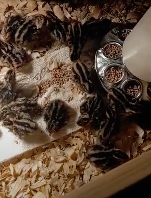 MacG5User's tweet photo. 68 Little peeps hatched ! Let's discuss some Quail. Salem Indiana. Send me a PM on my page.
https://t.co/eTjxDEC3PK
.
#quail #quails #quaileggs #quailforever #quailhunting #quail #coturnix #coturnixquail #coturnixquail https://t.co/bUGcfKkopy