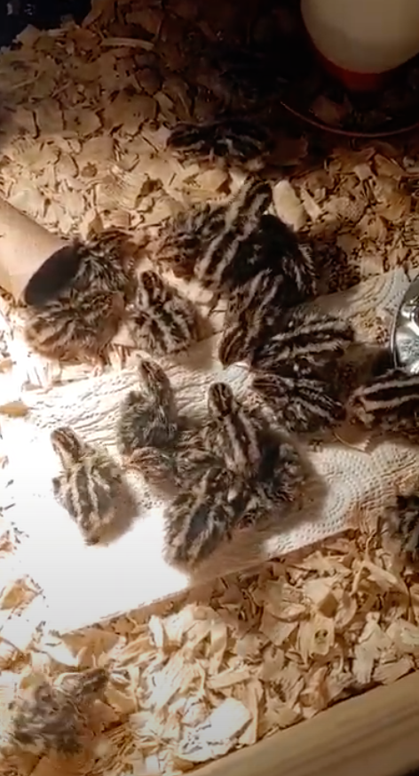 MacG5User's tweet photo. 68 Little peeps hatched ! Let's discuss some Quail. Salem Indiana. Send me a PM on my page.
https://t.co/eTjxDEC3PK
.
#quail #quails #quaileggs #quailforever #quailhunting #quail #coturnix #coturnixquail #coturnixquail https://t.co/bUGcfKkopy