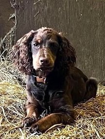SAMPAuk_'s tweet photo. BRANDY DISAPPEARED AFTER A DELIVERY DRIVER LEFT THE GATE OPEN!
Female #CockerSpaniel #Swadlincote #Derbyshire
6.05.22
Potentially stolen, we are devastated
#FindBrandy
DL https://t.co/KbMDYQOTbf
FB https://t.co/jk8rt5hZP9
#LOSTDOG #DogTheft #TheftByFinding #PetTheftReform https://t.co/4VlWqNjiNo