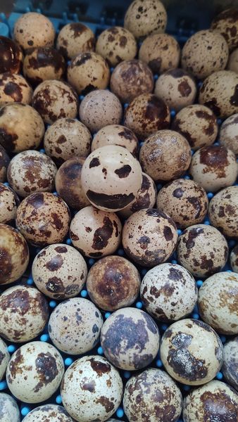 MacG5User's tweet photo. Check out this unique quail egg.
Jack Skellington. The Pumpkin King.
Hallowed be thy hatch. 💀🎃👑
#quail #quaileggs #quailhatchingeggs #JackSkellington https://t.co/QXzJL8C2aC