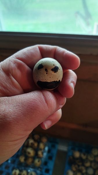 MacG5User's tweet photo. Check out this unique quail egg.
Jack Skellington. The Pumpkin King.
Hallowed be thy hatch. 💀🎃👑
#quail #quaileggs #quailhatchingeggs #JackSkellington https://t.co/QXzJL8C2aC