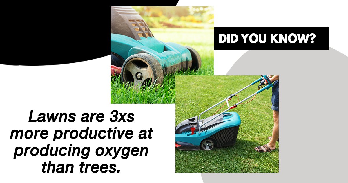 PactUrbane's tweet photo. The grass is often known as a 'carbon sink,' which means it captures the Carbon Dioxide in the atmosphere and breaks it into organic matter to act as a fertilizer. However, dried grass won't produce as much Oxygen, so you should take care of that. 
.
#lawnmowing #urbanepact https://t.co/kNoG0thUdp