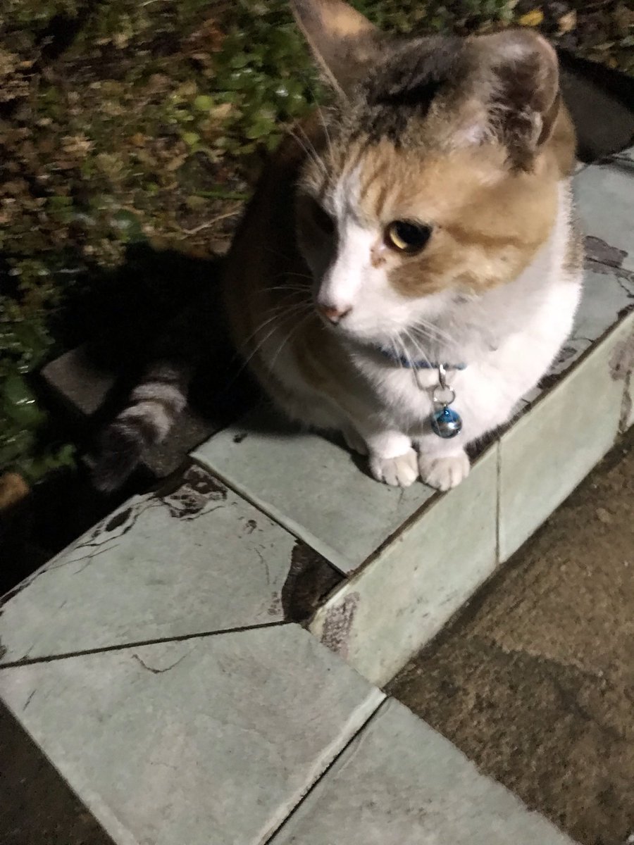 우리 동네에서도 옆동에서 손 타는 동네고양이 (학생들 하교 시간에 들으면 xx동 고양이라고 할 정도의 고양이였음) 데려다 키우다가 다른 동으로 이사가서 운다고 다시 길에 내놓은 고양이 있었는데 더 웃긴 건 내가 밥 주니까 원래 살던 동 경비아저씨까지 내가 데려갈까 경계하는 것이었다