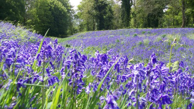 JoeRchw's tweet photo. Planning for your weekend? Nothing better than a nice walk in the bluebell woods to forget all the week's problems. 

Check the Bluebell woods near you and their season in the link below.

https://t.co/ZVegtMSo9v
 
#Bluebells #Wellbeing #weekend https://t.co/i7sVL1Td8Y