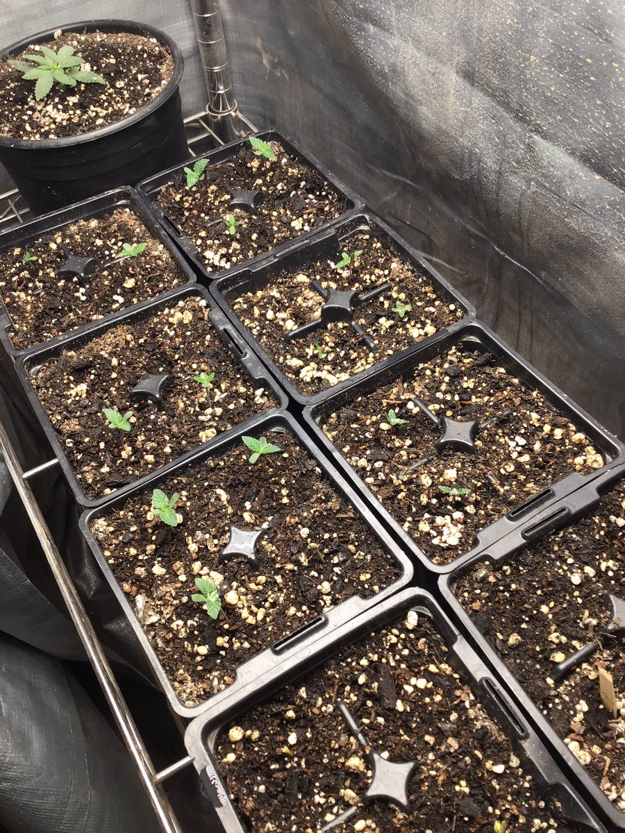 bobmarshinaz's tweet photo. 3 days in soil. New batch under #UFS3000LED grow light @UNITFARM_led  A couple lagging behind. https://t.co/QvRNpBrEr6