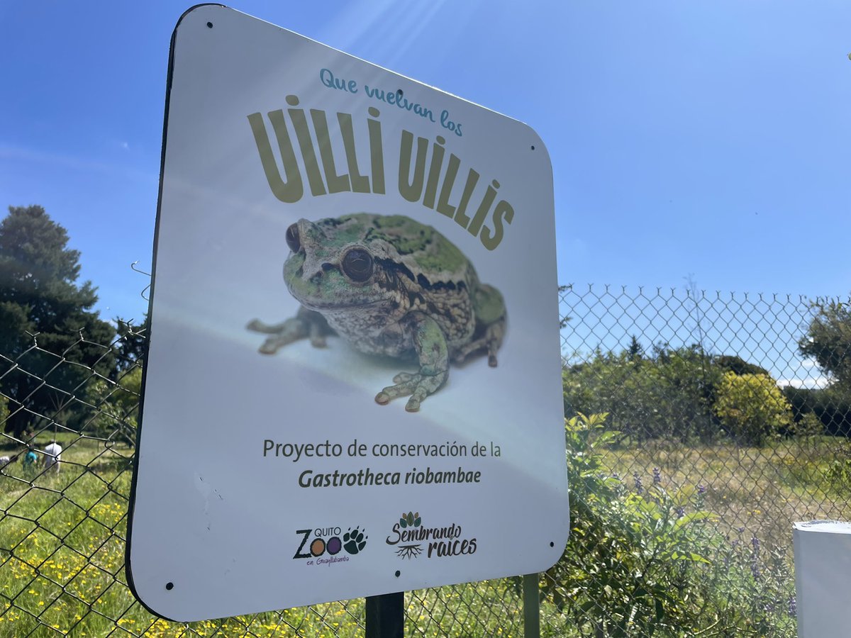 Zoo_Quito's tweet photo. 🐸¡Los uilli-uillis vuelven al Bicentenario! Hoy cerca de 200 renacuajos de rana marsupial andina pasarán a habitar los espacios del Parque Bicentenario en una jornada de reintroducción de esta especie que se encuentra en alto riesgo de extinción. #QueVuelvanLosUilliUillis https://t.co/uXvJVSMBr5