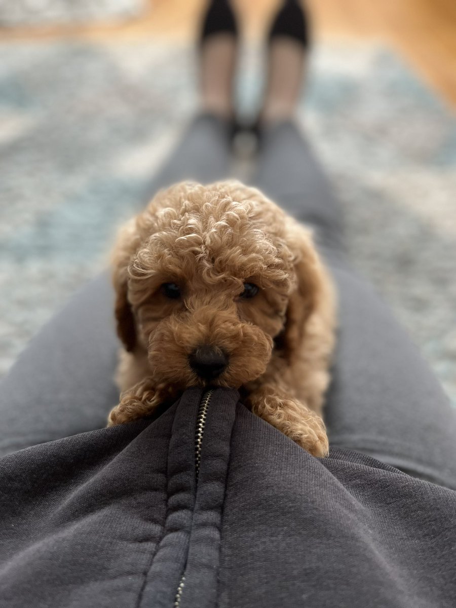 Kimberlinio's tweet photo. He’s here! And has not left my side 🥰🐶 #maltipoo #maltipoopuppy #puppy https://t.co/m3K1yf3z2Y