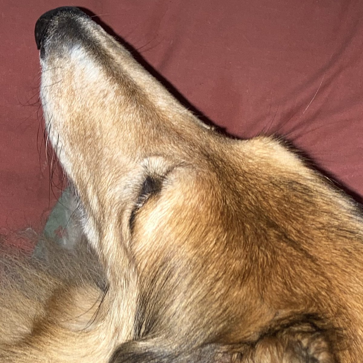 CollieCrusader's tweet photo. 🥶 🌧 Brrr It’s so cold for 📆 May that it feels like winter 🥶 so I decided to take a long ❄️ winter’s nap on my Xmas 🎄 themed 🛏 bed!  That and I paced 😥 all night during the thunder ⛈ storms that I’m worn out today. #naptime #rainraingoaway #isitreallyspring #roughcollie https://t.co/BLuZ7lTQk3