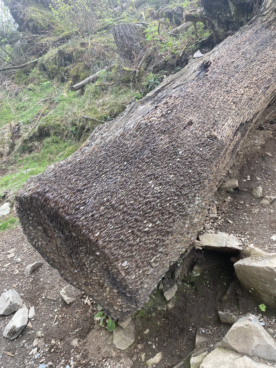 stephmarkmolly's tweet photo. #treeclub #tarnhow #LakeDistrict #holidays https://t.co/GUOLlNe6tg
