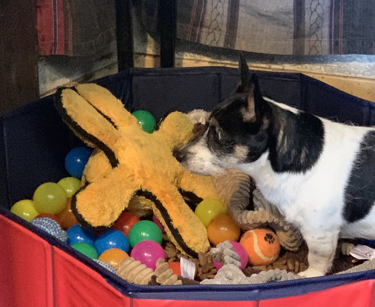 NavajoBirdsong's tweet photo. Bhu playing in their doggy ball pit this afternoon.. she’s slightly worried as I might be about to hoover… shhh… don’t tell her- she’s perfectly safe! #nohousework https://t.co/2mx34hzAaK
