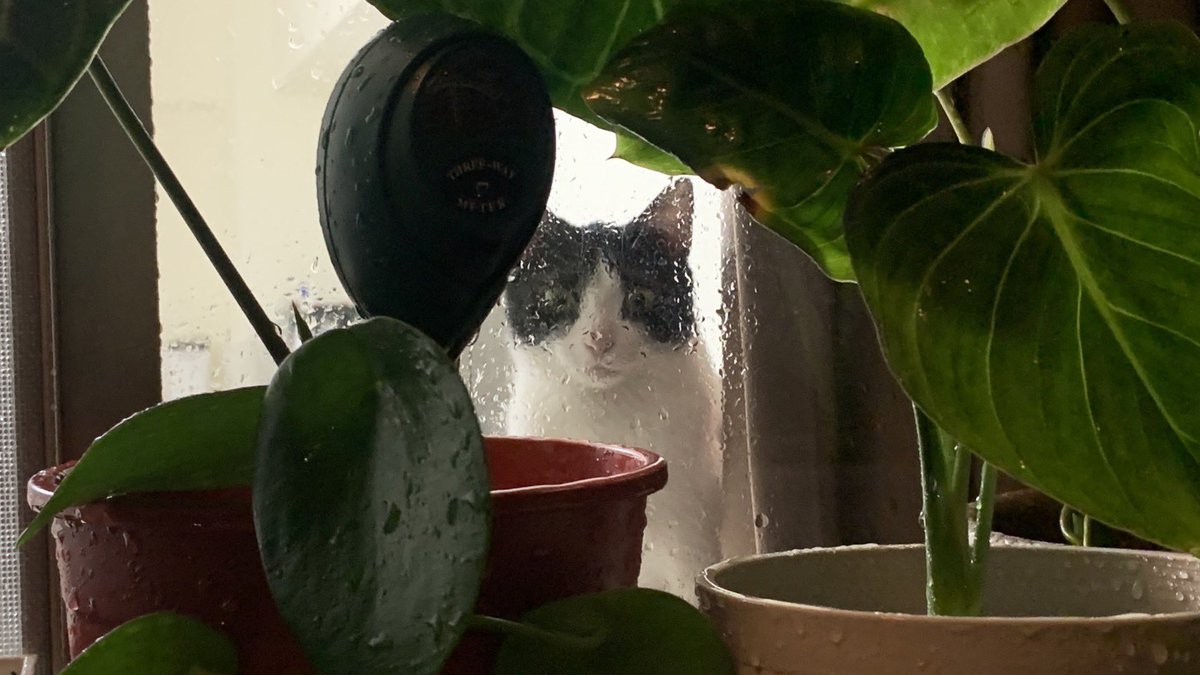 왜 이래에 사람 무섭게!!

#고양이 #길고양이 #니우니우