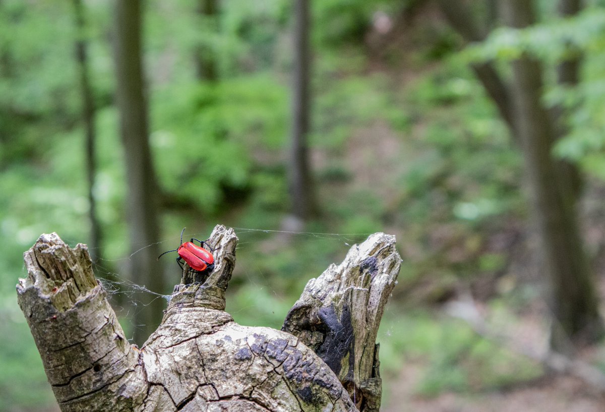 tomasbzk's tweet photo. @Lightroom nie je úplne jednoduchá záležitosť. 🧐 #Liliocerislilii a #Trypocoprisvernalis cestou k Čertovej skale v blízkosti mesta #Zvolen. https://t.co/GcGVj34HdI
