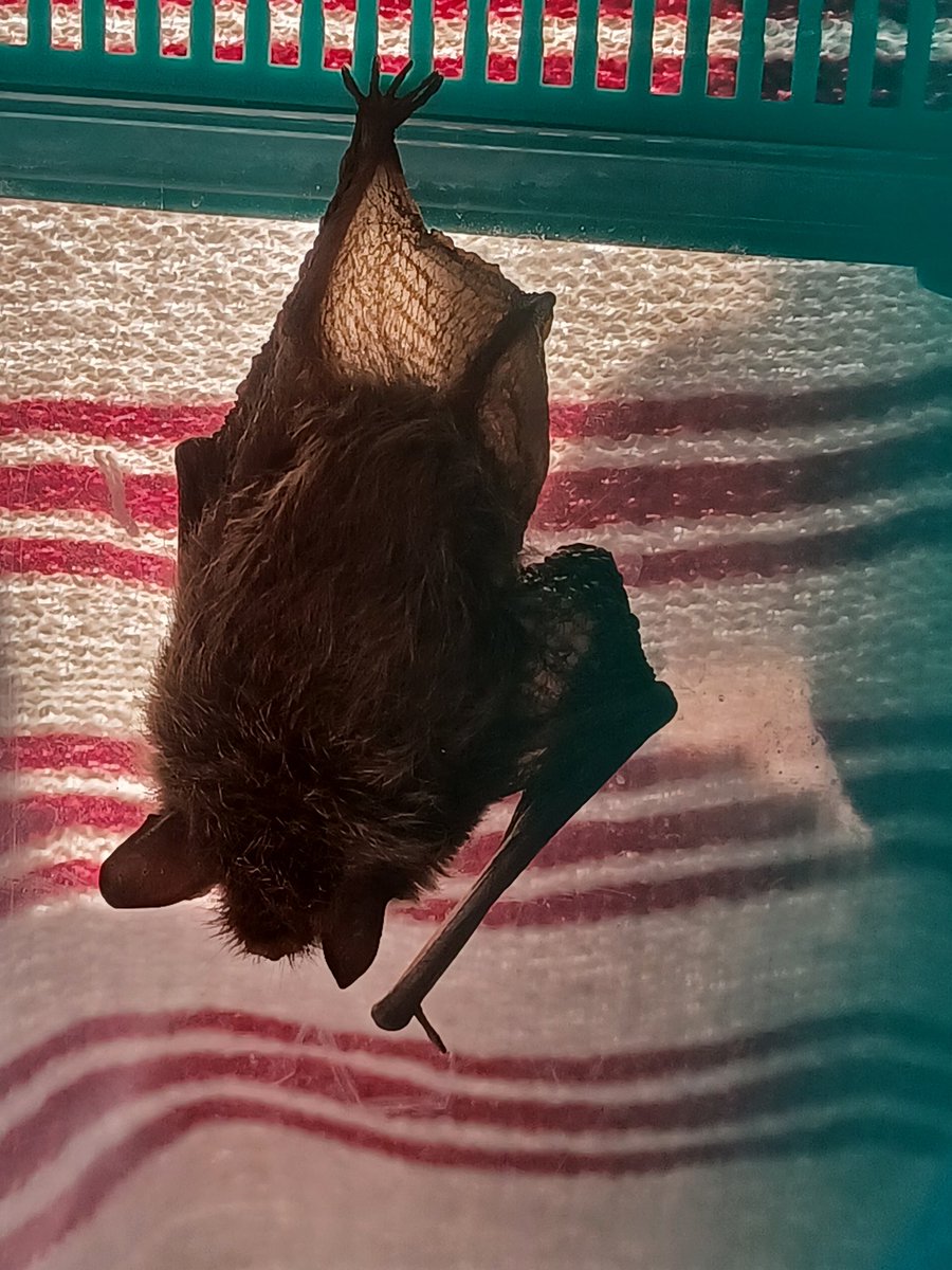 This Daubentons bat is called Laika after #NationalSpaceDay yesterday. He says it's a beautiful day to #JustHangOut ... On one leg !!! #BatCare #BatsOfTwitter #BatCareNetwork #BCT #SkyPuppies #HonouringHeroes #KateAndLaika