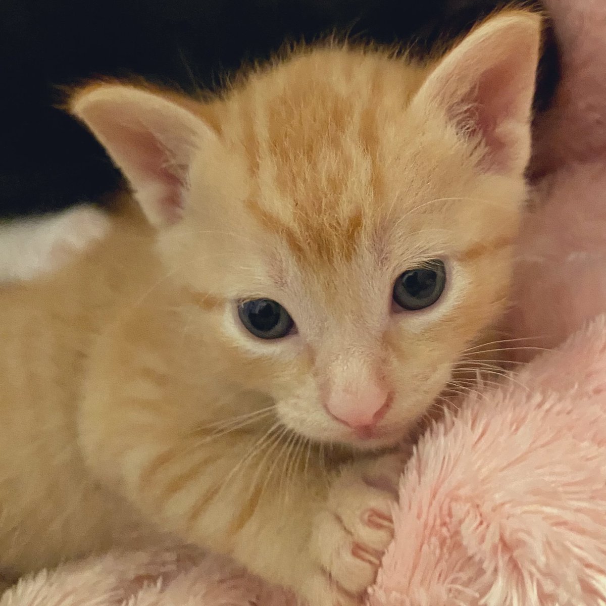 Foster_Fluff tweet picture