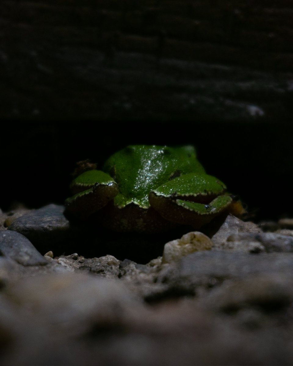 RaduTabirca's tweet photo. @TheDanCosta Got this dummy thicc frog on a cool night after some rain https://t.co/ihesjS45rk