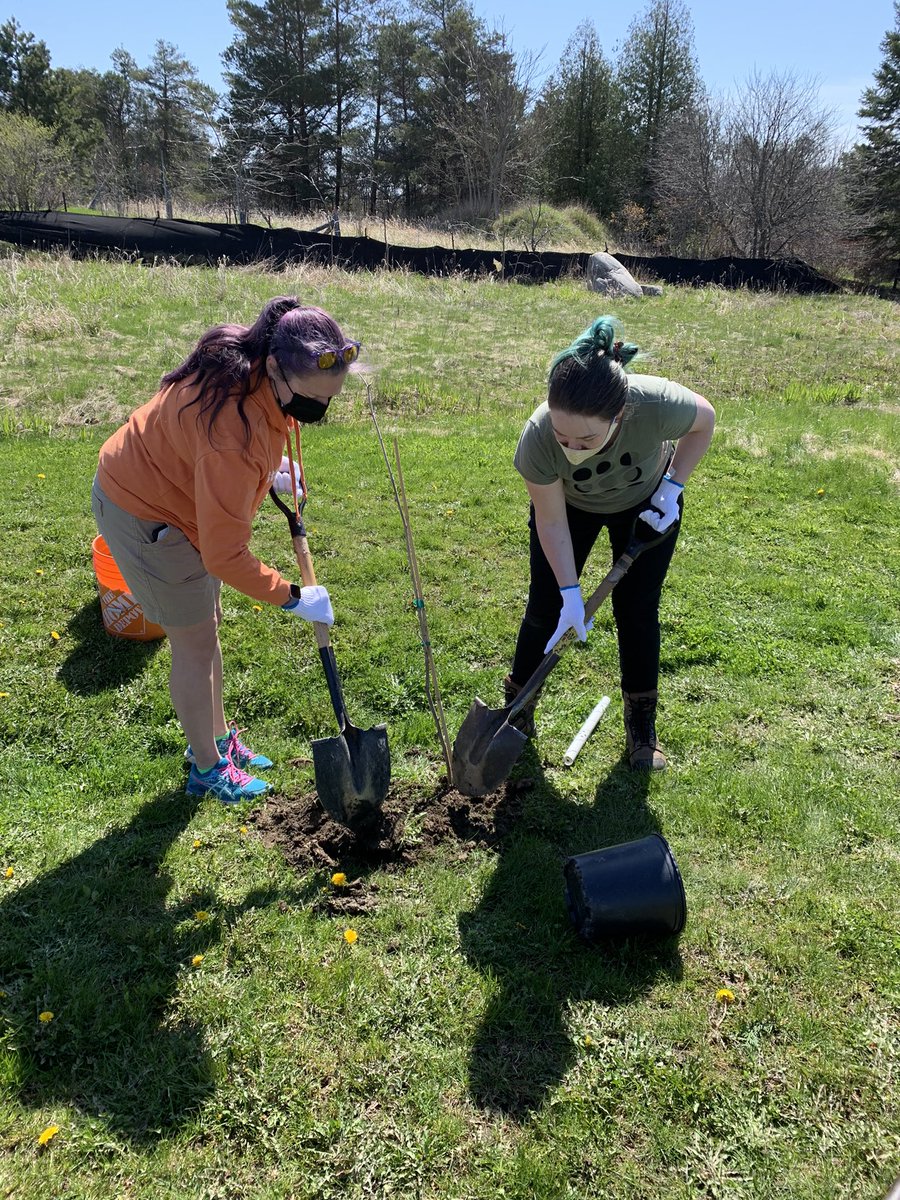 sustainableking's tweet photo. A big THANK YOU to those who came out to plant! Your efforts will assist @KingTownship with its mow reduction initiative #KingLovesSpring 🌲 https://t.co/pDGkVKzIZJ