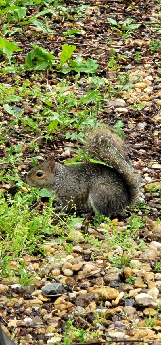 OhTakuVT's tweet photo. A WILD TREE KITTY APPEARED!

#treekitty #wildlife #squirrel #photography #photographer https://t.co/LnFDWdr390